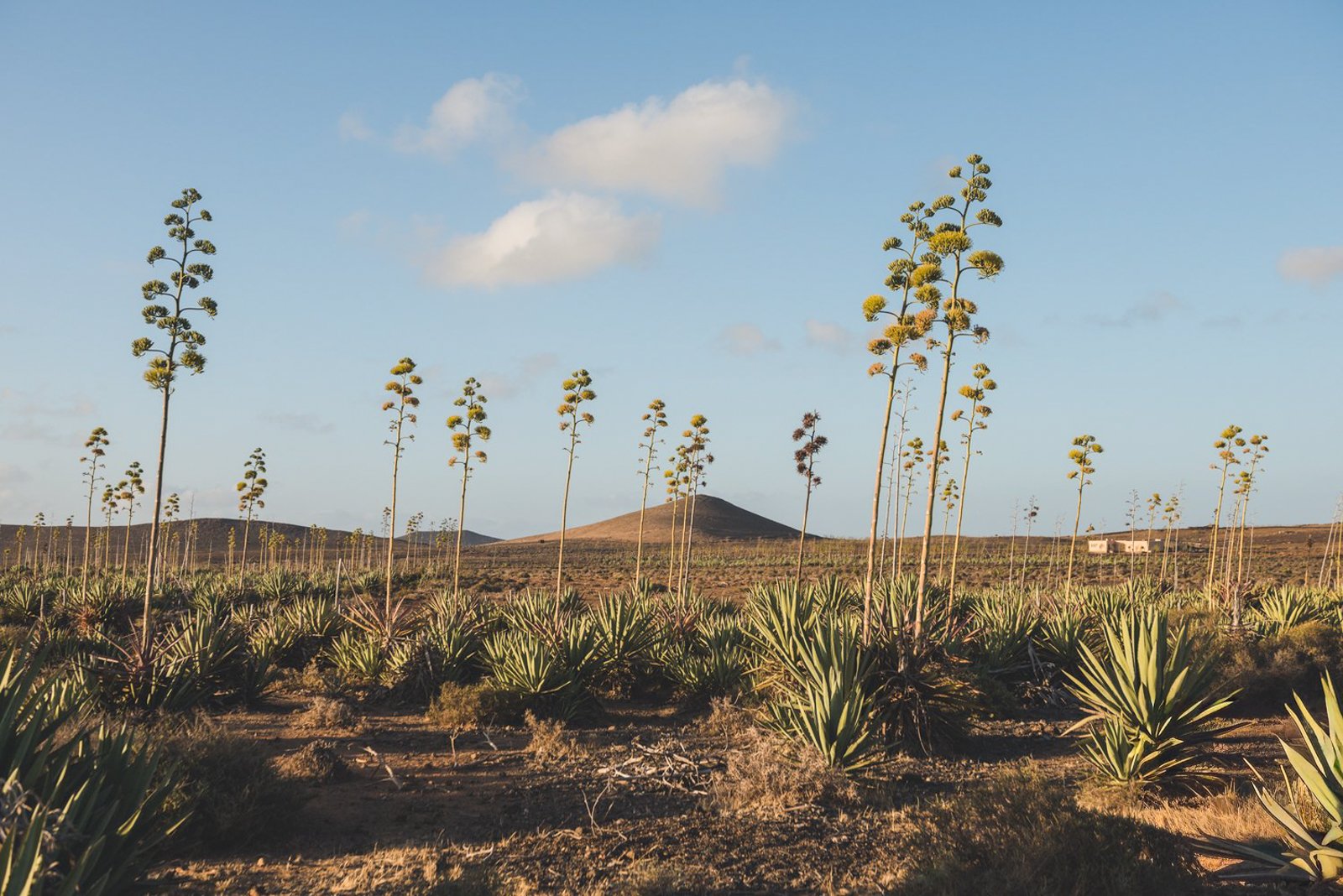 FUERTEVENTURA_FLOATER_PRODUCTIONS_FLOATER_ER__ERP9389