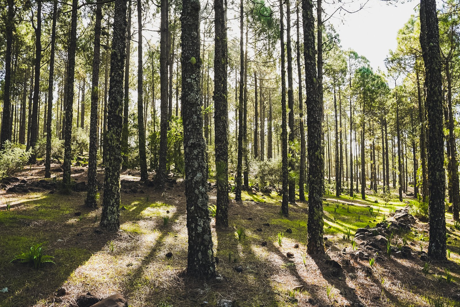 GRAN_CANARIA_FLOATER_PRODUCTIONS_03_FOREST_3_36