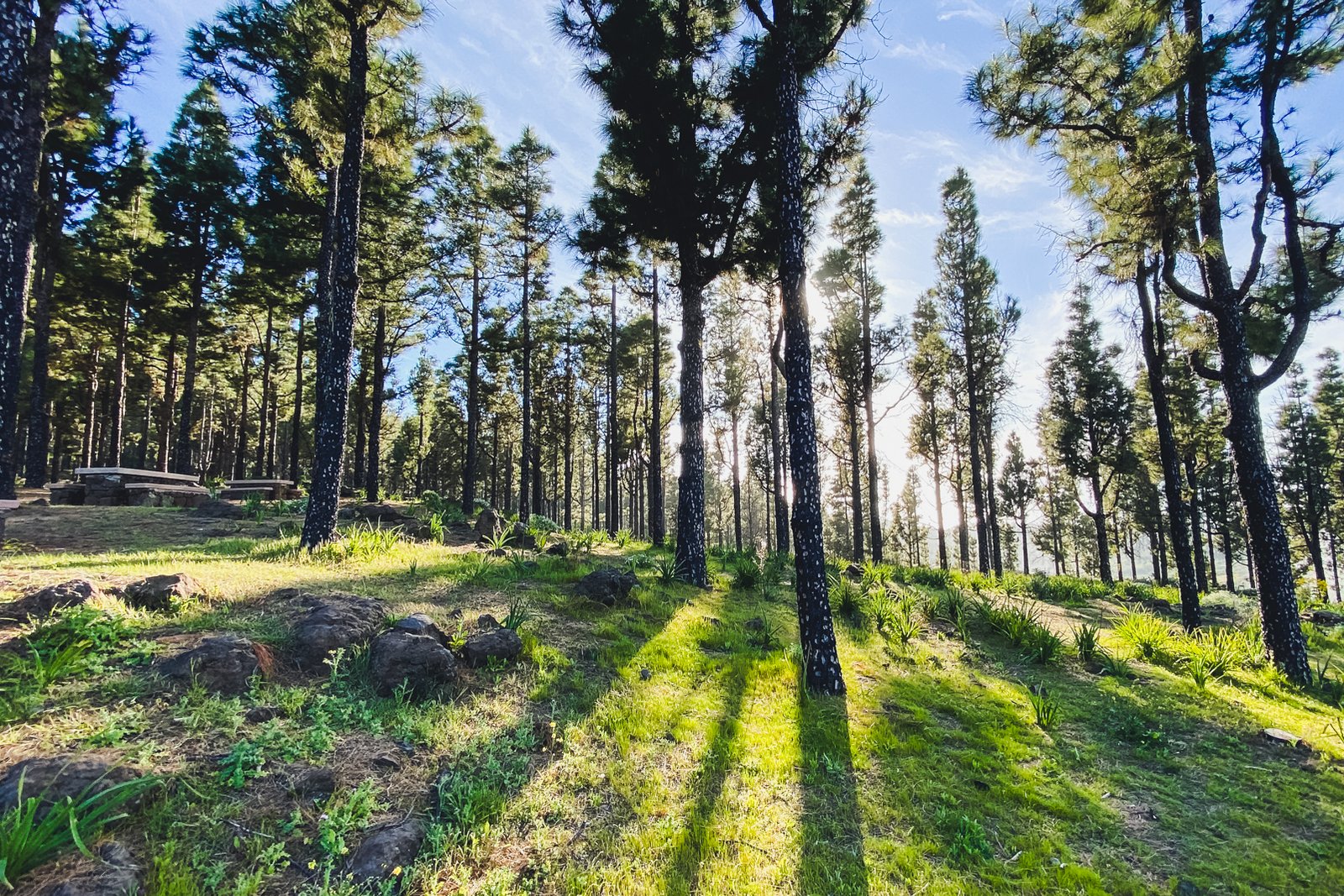 GRAN_CANARIA_FLOATER_PRODUCTIONS_03_FOREST_4_37