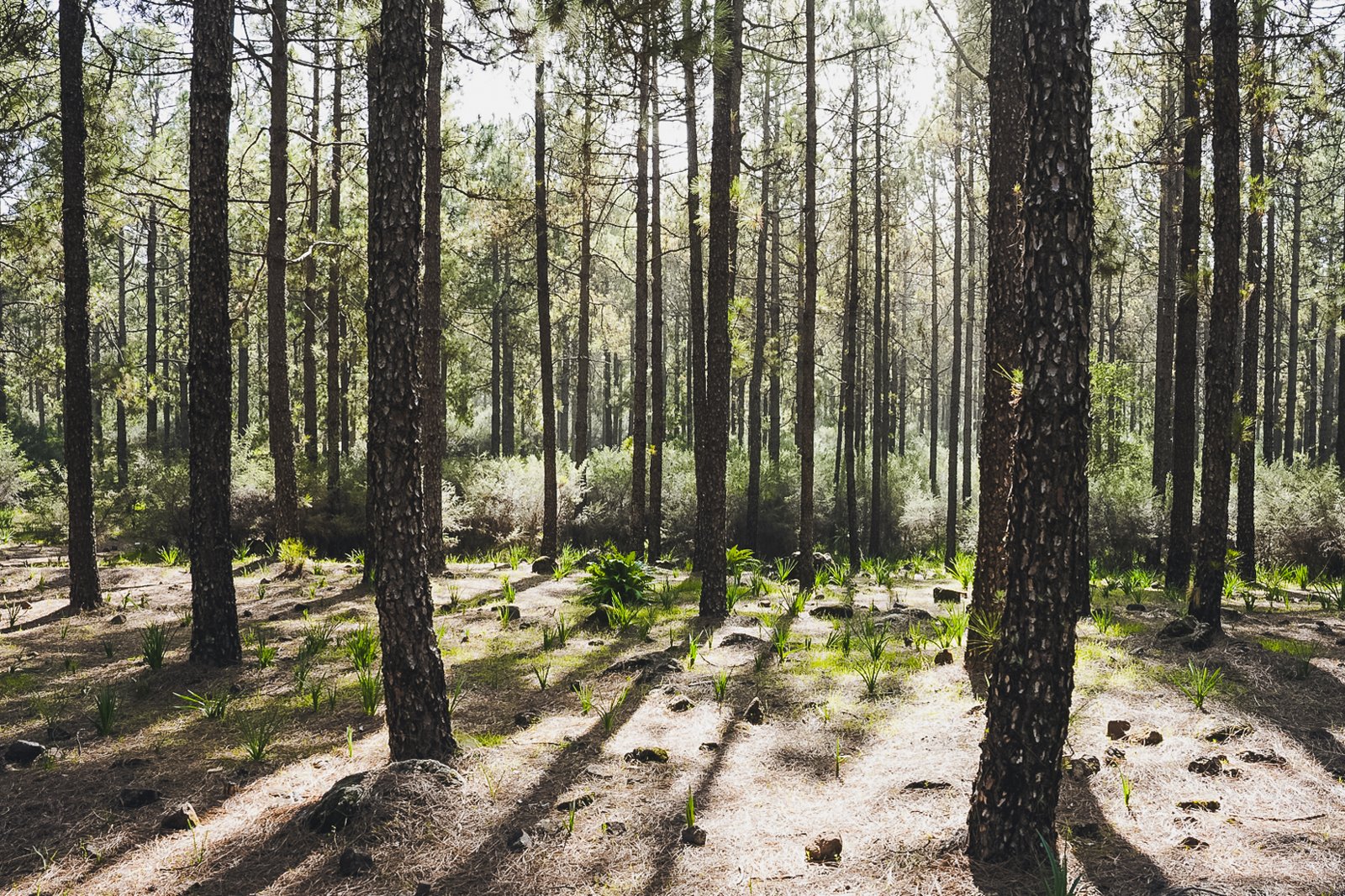 GRAN_CANARIA_FLOATER_PRODUCTIONS_20231212_03_FOREST_1_2