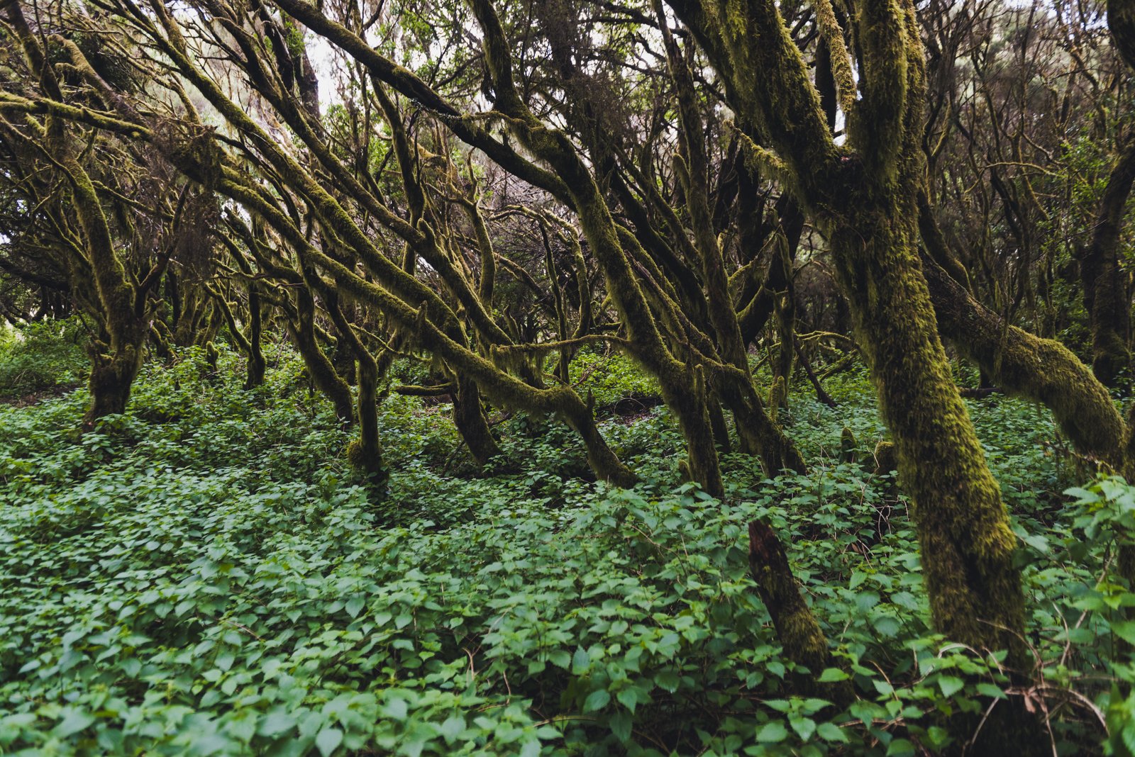 HIERRO_FLOATER_PRODUCTIONS_ERP9049