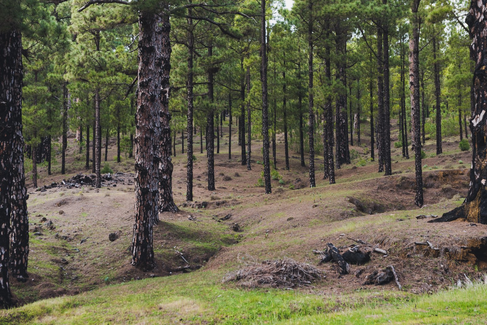 HIERRO_FLOATER_PRODUCTIONS_ERP9159