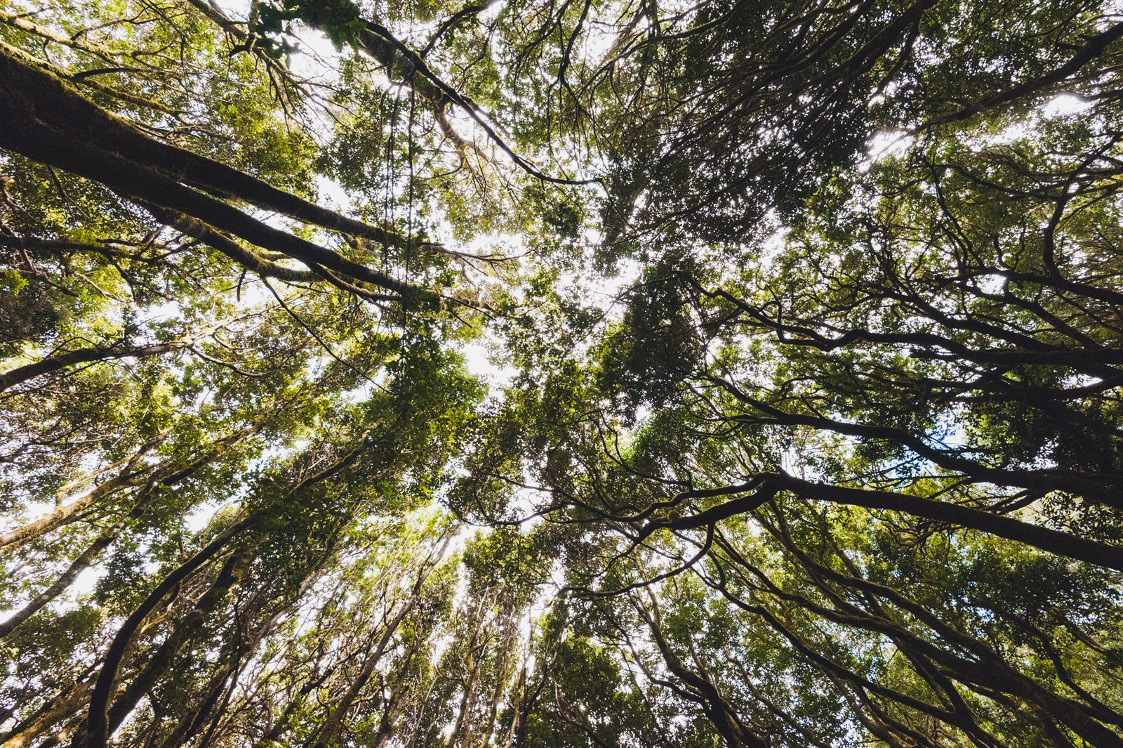 LA_GOMERA_FLOATER_PRODUCTIONS__DSC5595