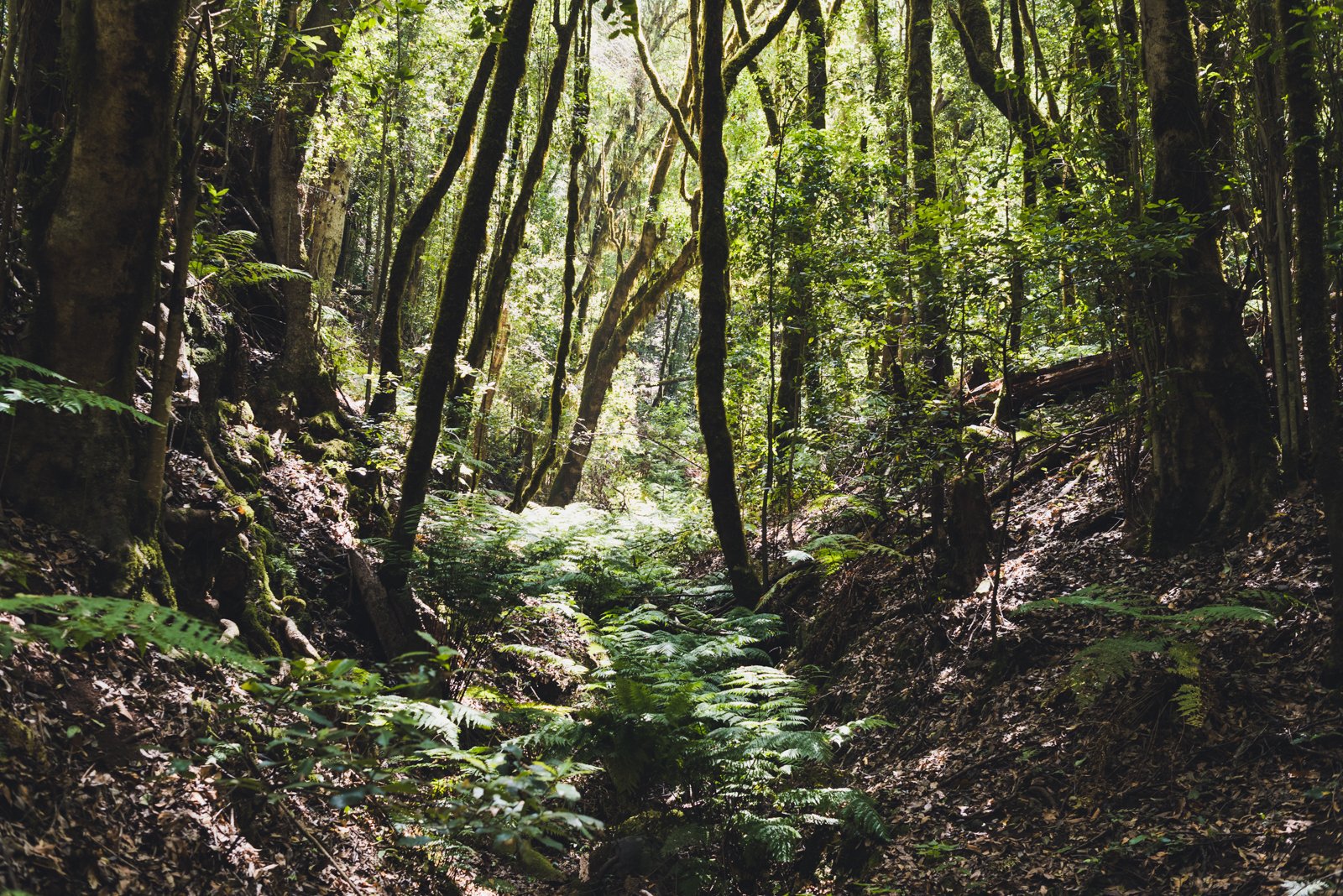 LA_GOMERA_FLOATER_PRODUCTIONS__ER29974