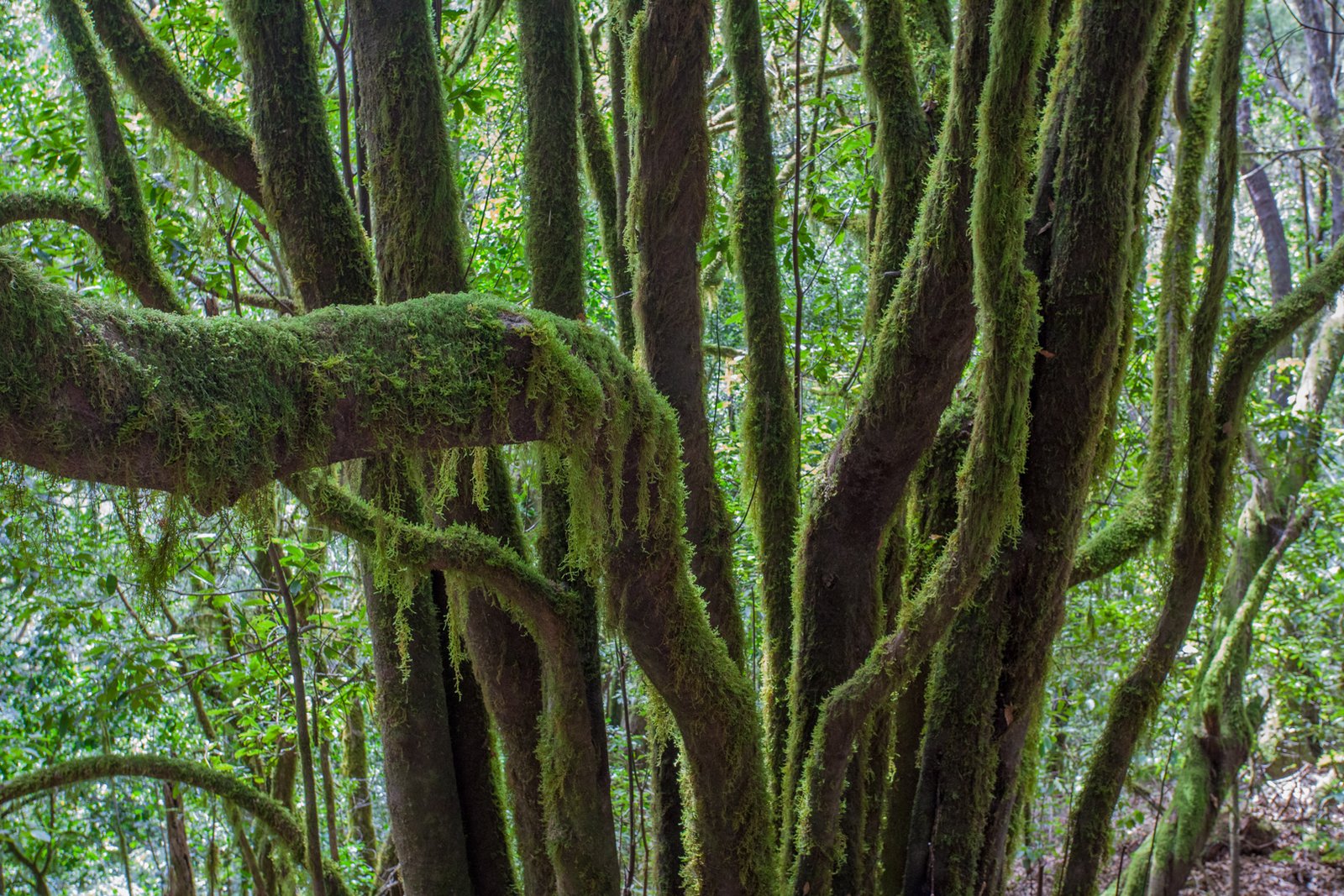 LA_GOMERA_FLOATER_PRODUCTIONS__MG_9008