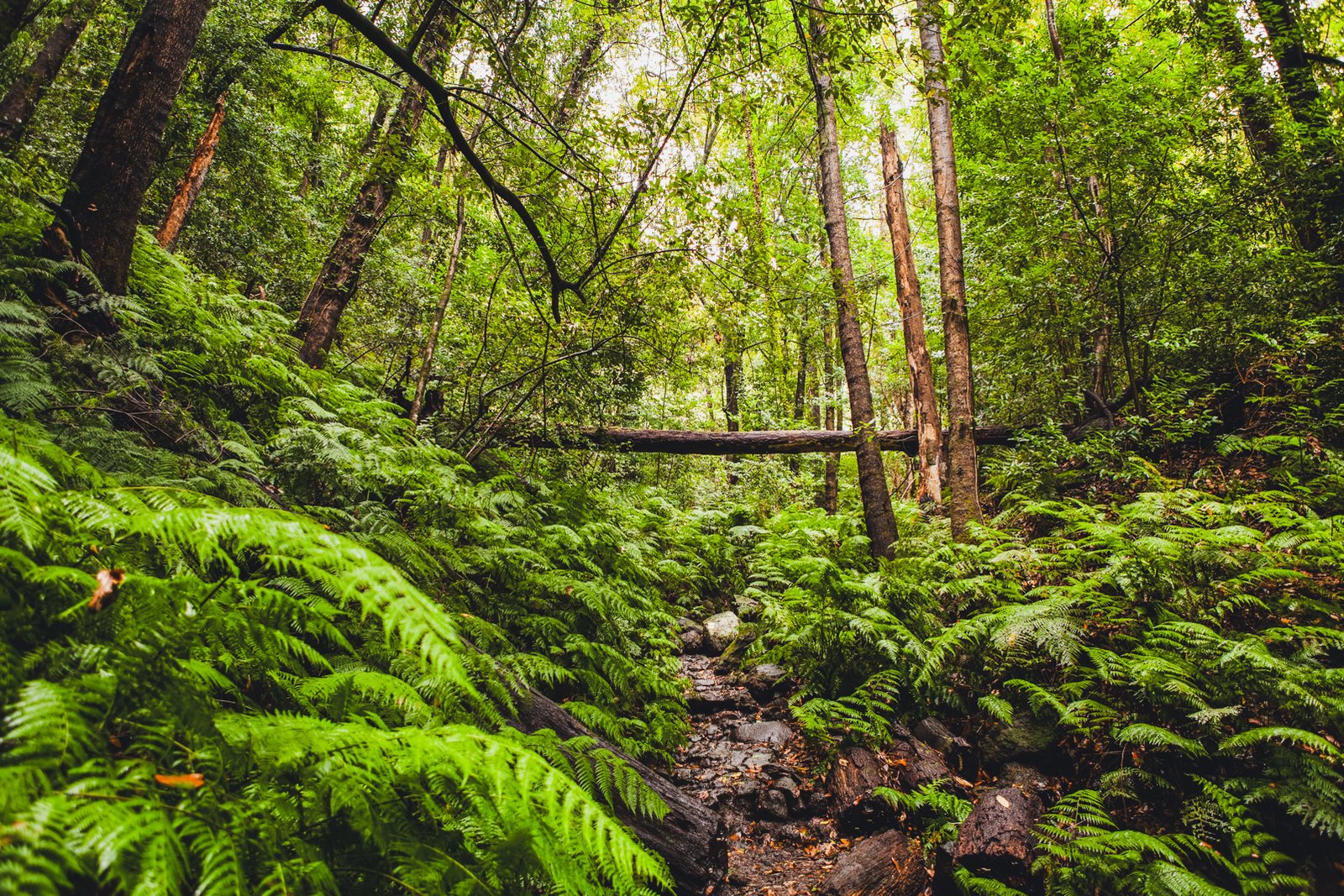 LA_PALMA_FLOATER_PRODUCTIONS_Cubo de La Galga_001-60