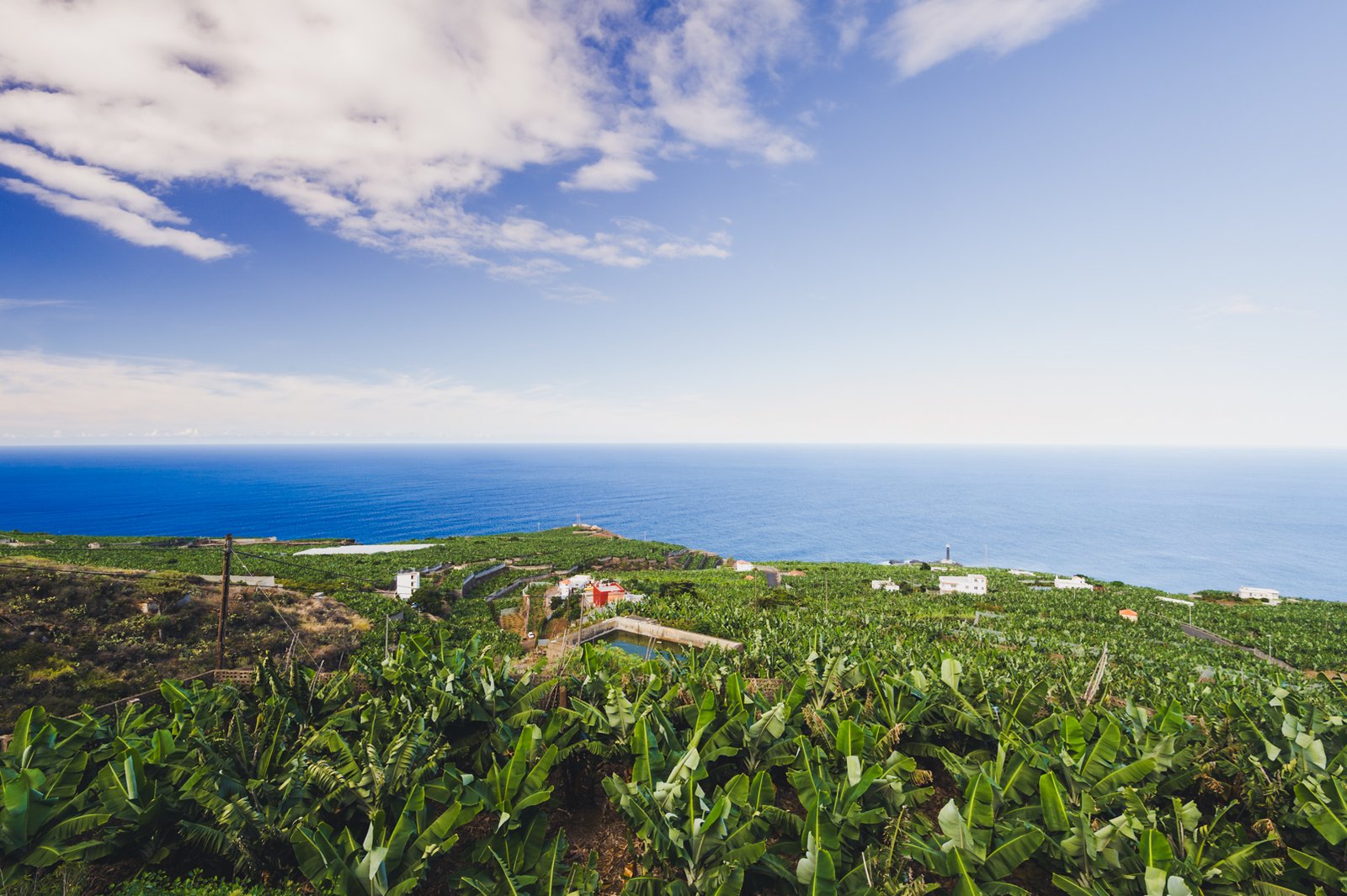 La Palma. Banana Plantation.