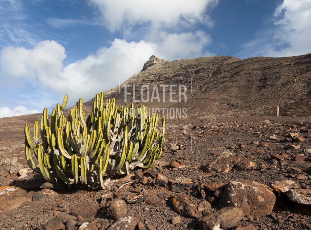 LOCATION-MANAGER-FUERTEVENTURA-27