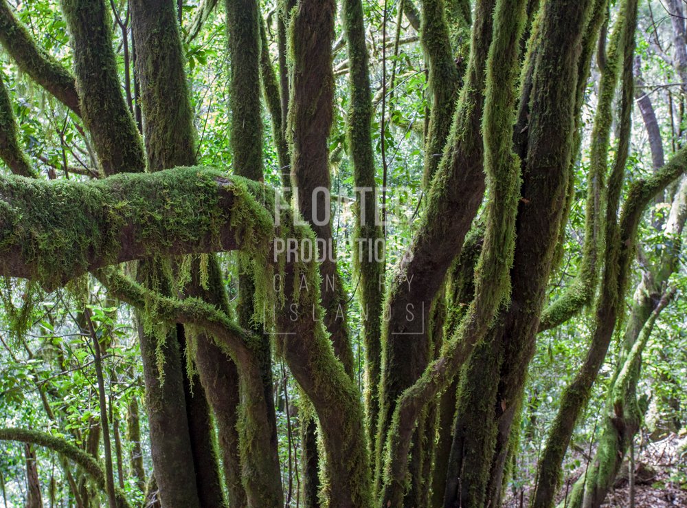 LOCATION-MANAGER-LA-GOMERA-03