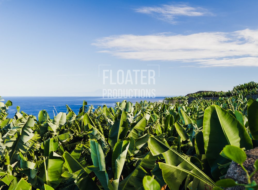 La Palma. Banana Plantation.